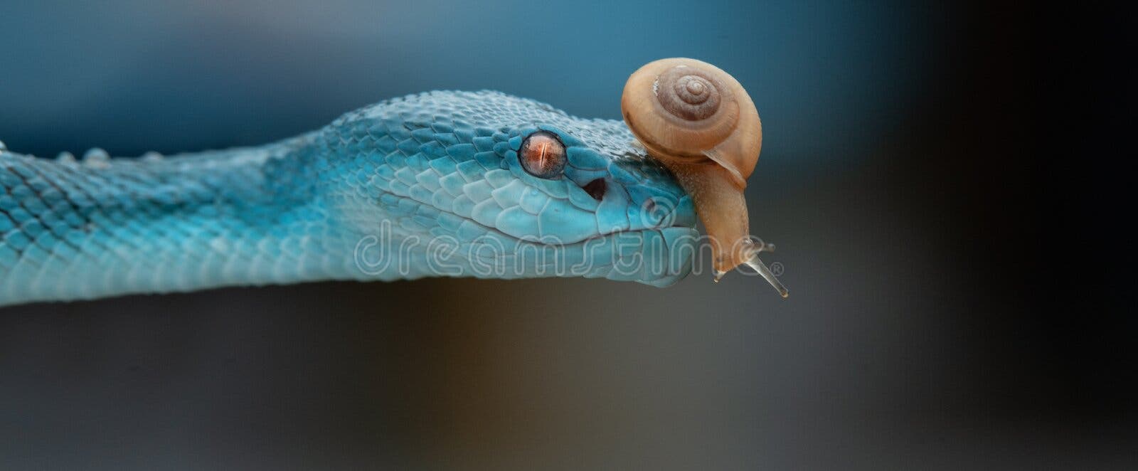 Linda Serpente Azul Brilhante Com Fundo Natural Foto de Stock