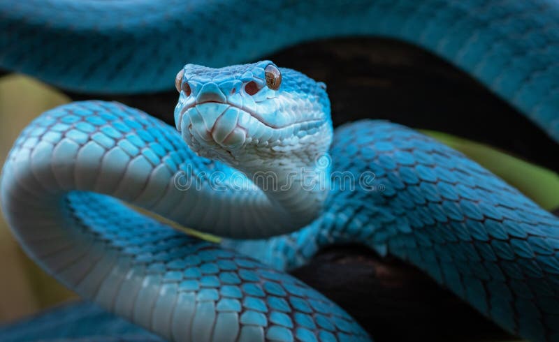 Linda Serpente Azul Brilhante Com Fundo Natural Foto de Stock