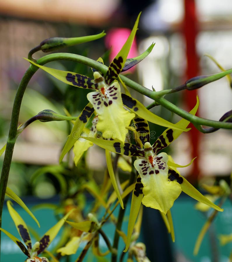 Linda Cor Amarela, Castanha E Branca Das Flores De Orquídea Aranha Foto de  Stock - Imagem de nave, morno: 170034542