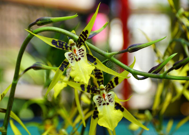 Linda Cor Amarela, Castanha E Branca Das Flores De Orquídea Aranha Imagem  de Stock - Imagem de tropical, flor: 170035671