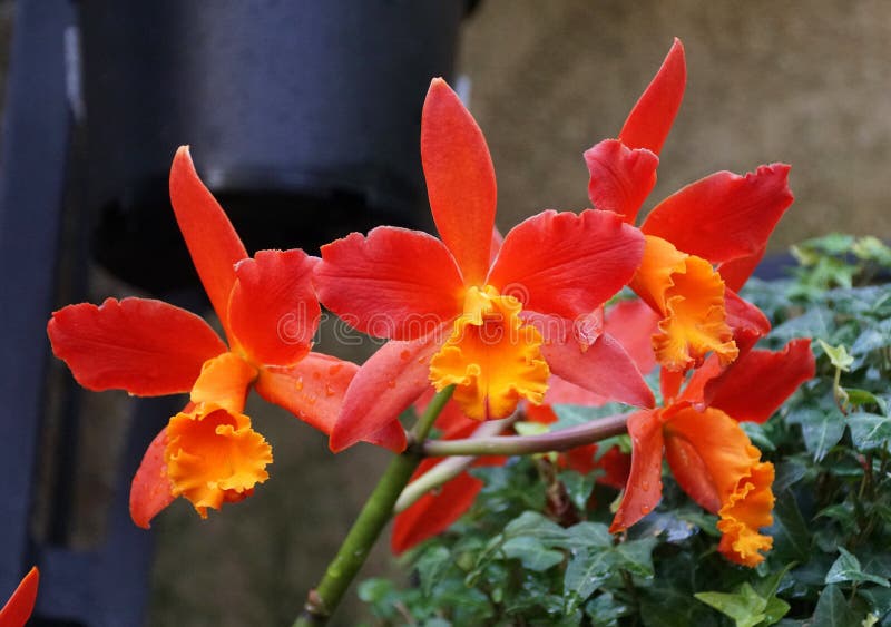 Linda Cor Vermelha E Laranja Das Flores De Orquídea De Cattleya Imagem de  Stock - Imagem de flora, jardim: 173846701