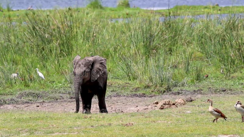 Linda cría de elefantes bebé en kenya áfrica