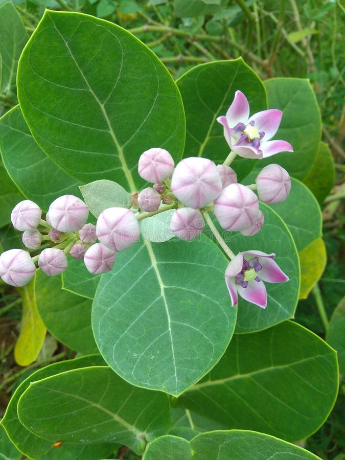 LINDA E VERMELHA FLORES A NATUREZA imagens de stock