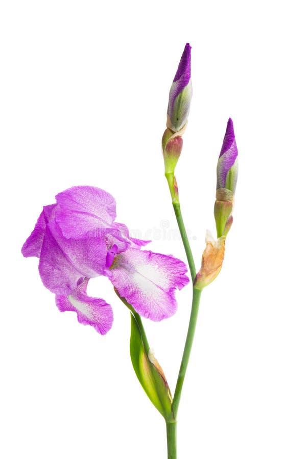 Linda flor da íris isolada imagens de stock royalty free