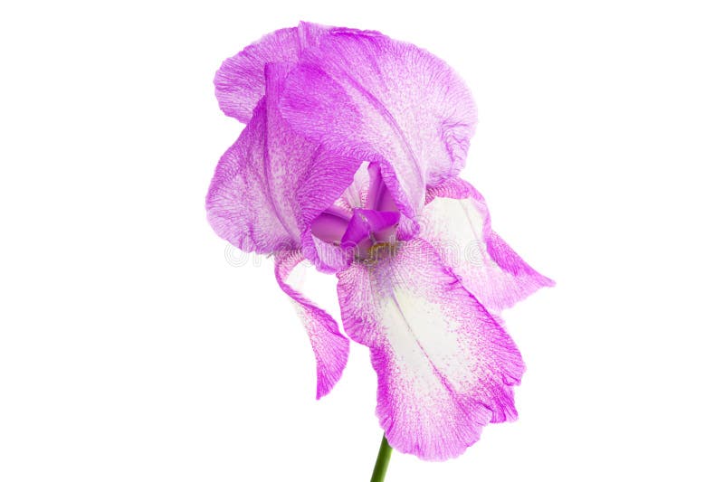 Linda flor da íris isolada fotografia de stock