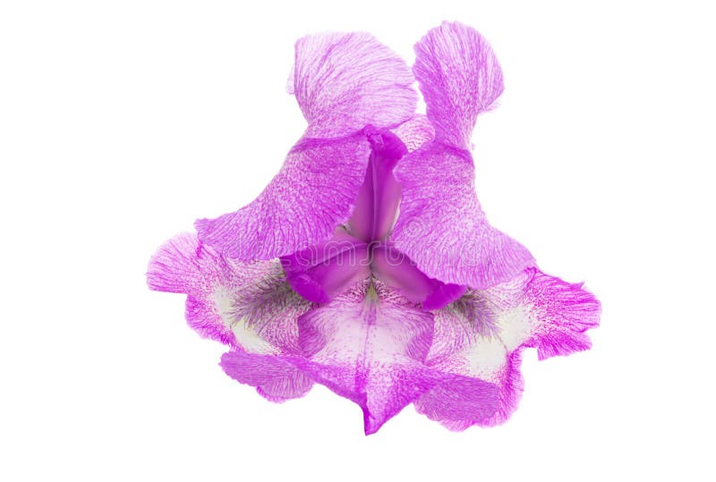 Linda flor da íris isolada imagens de stock royalty free