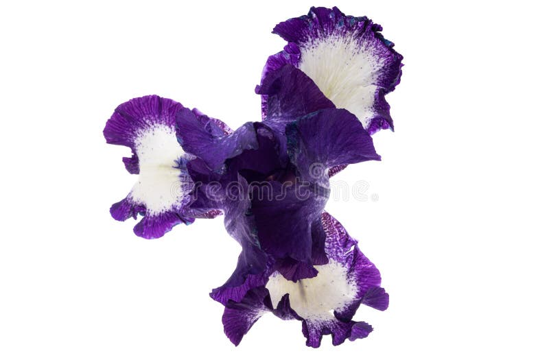 Linda flor da íris isolada fotografia de stock royalty free