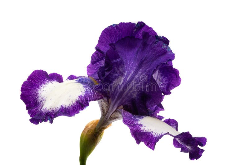 Linda flor da íris isolada fotos de stock
