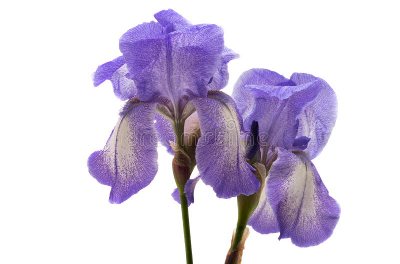 Linda flor da íris isolada fotos de stock royalty free