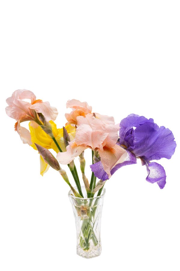 Linda flor da íris isolada foto de stock