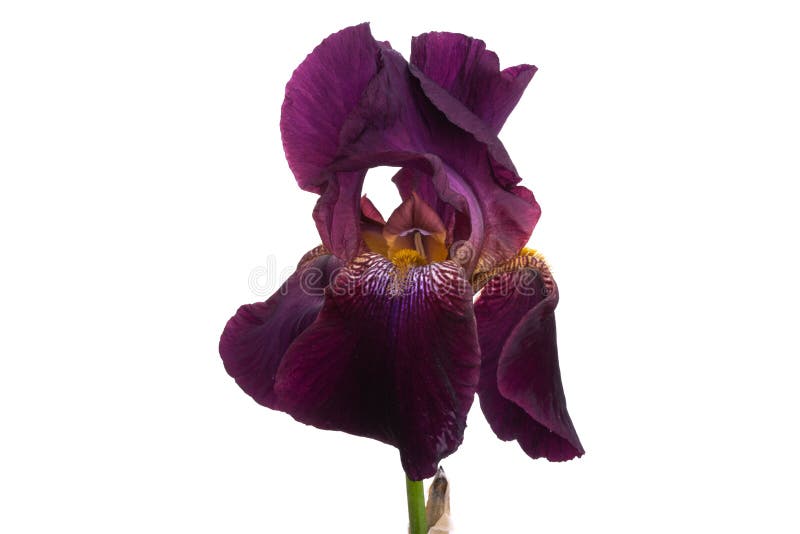Linda flor da íris isolada imagens de stock royalty free