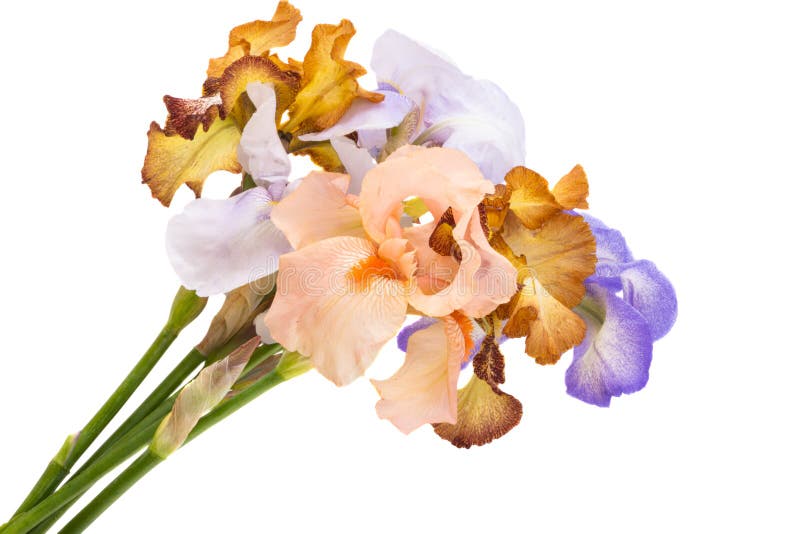 Linda flor da íris isolada fotografia de stock