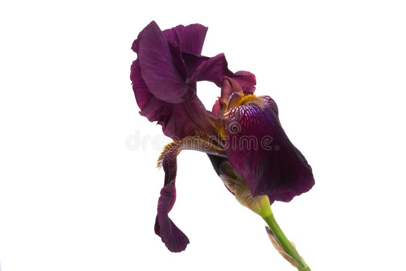 Linda flor da íris isolada fotos de stock