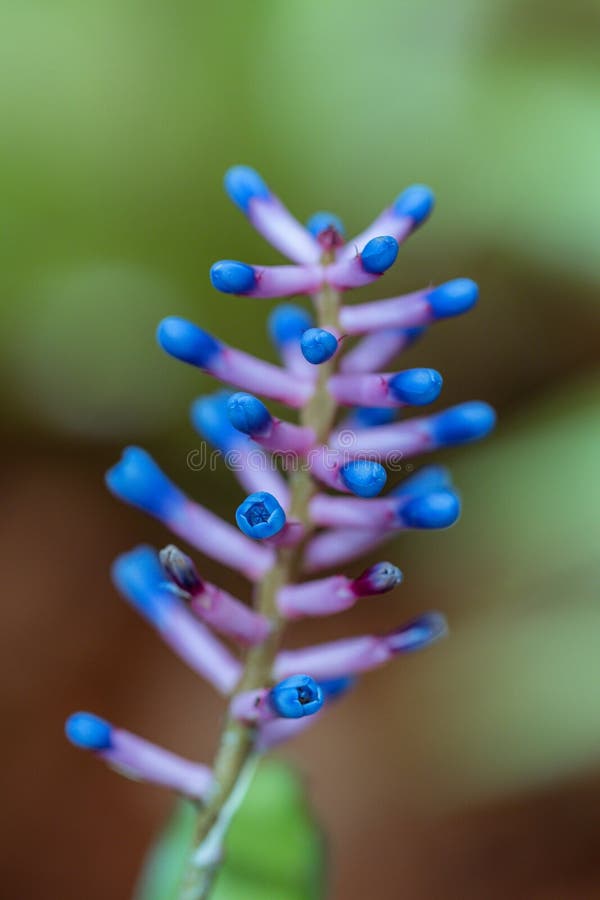 Linda Flor De Bromélias Roxas Ou Flor De Plantas De Palito De Fósforo Num  Jardim Aechmea Gamosepala Foto de Stock - Imagem de exterior, pétalas:  167129868