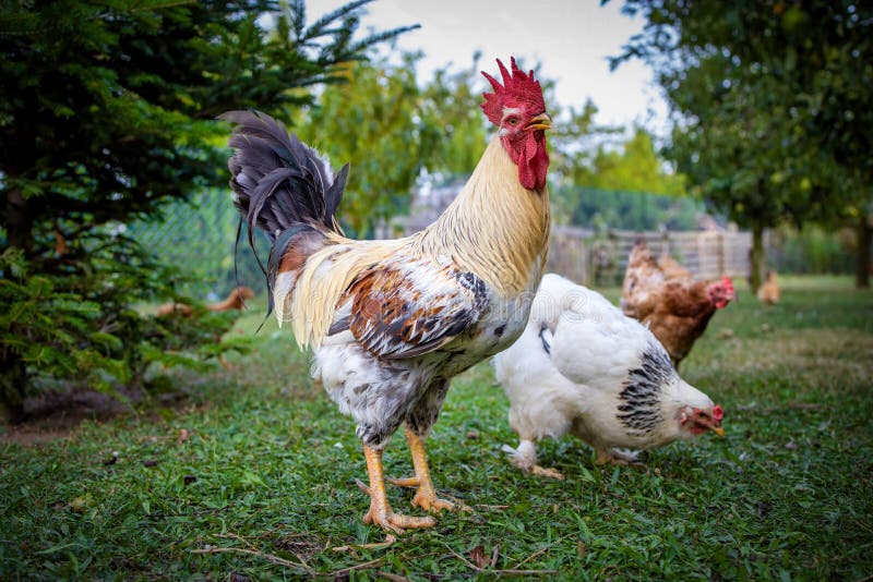 Retrato De Frango Branco Grande Frango Brava Galinha Linda Galinha Brava  Galinha Brava Com Grande Galinha Vermelha Coberto Prado Foto de Stock -  Imagem de torneira, livre: 201427036