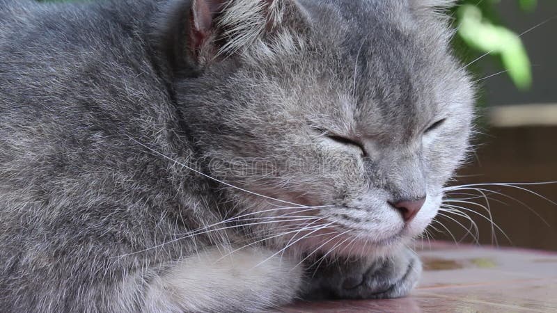 Linda imagen de gato gris durmiendo macro almacen de metraje de vídeo