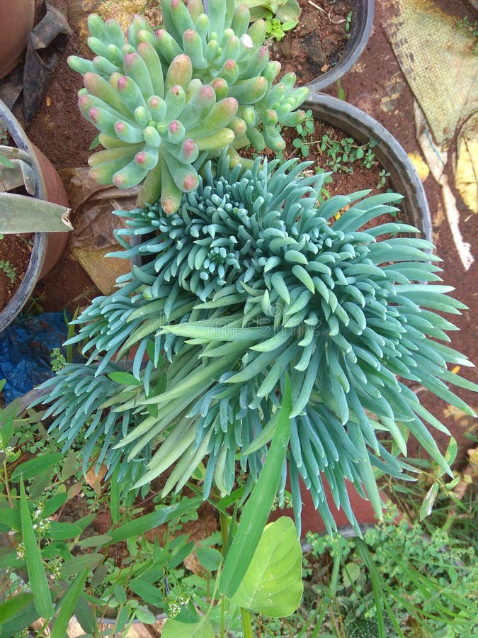 LINDA PLANTA E FLORES A NATUREZA foto de stock