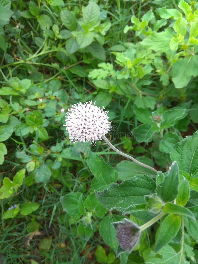 LINDA PLANTA E GRAMA É A NATUREZA fotos de stock
