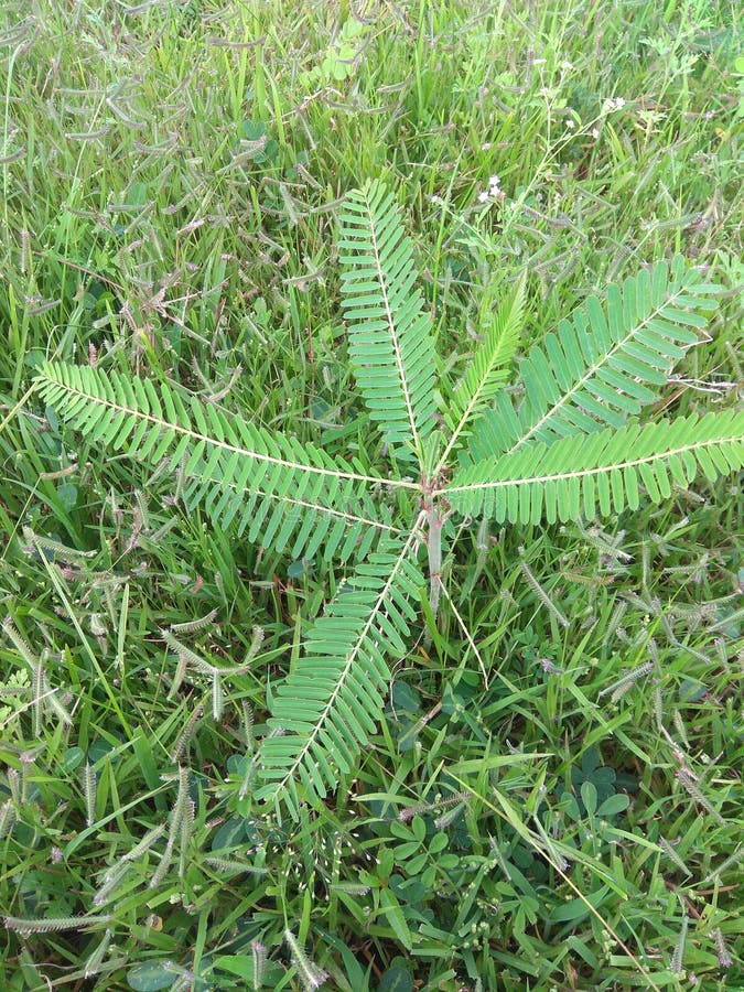LINDA PLANTA E GRAMA É A NATUREZA imagens de stock