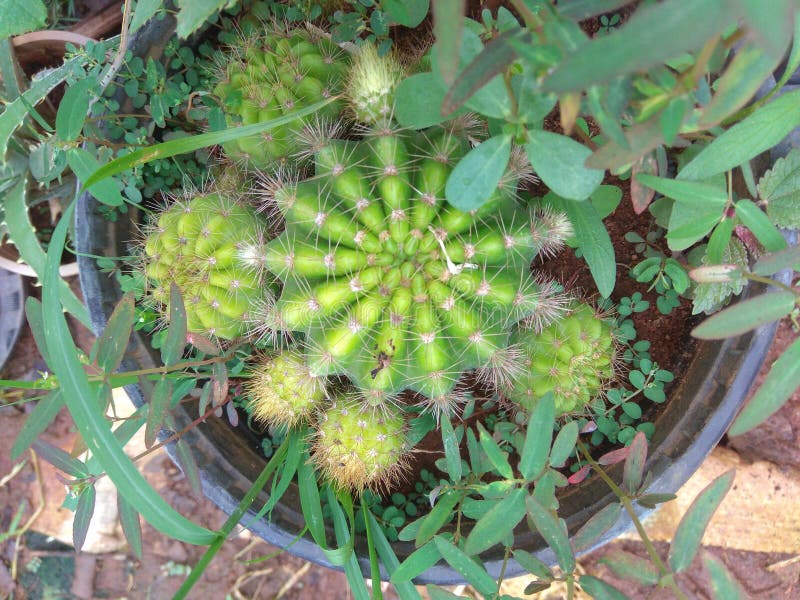 LINDA PLANTA E GRAMA É A NATUREZA fotografia de stock