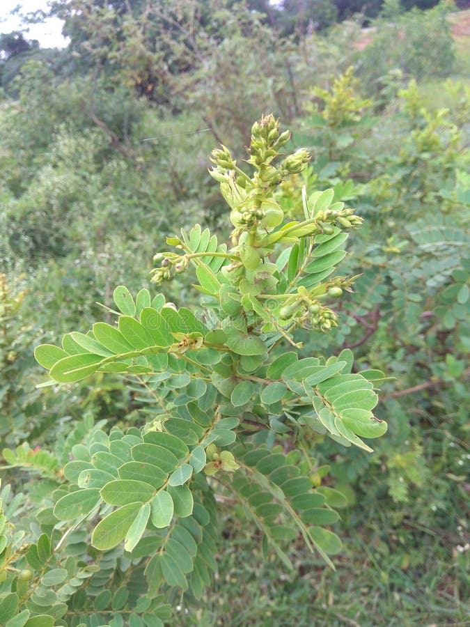 LINDA PLANTA E GRAMA É A NATUREZA foto de stock