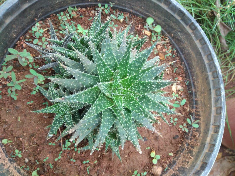 LINDA PLANTA E GRAMA É A NATUREZA fotos de stock