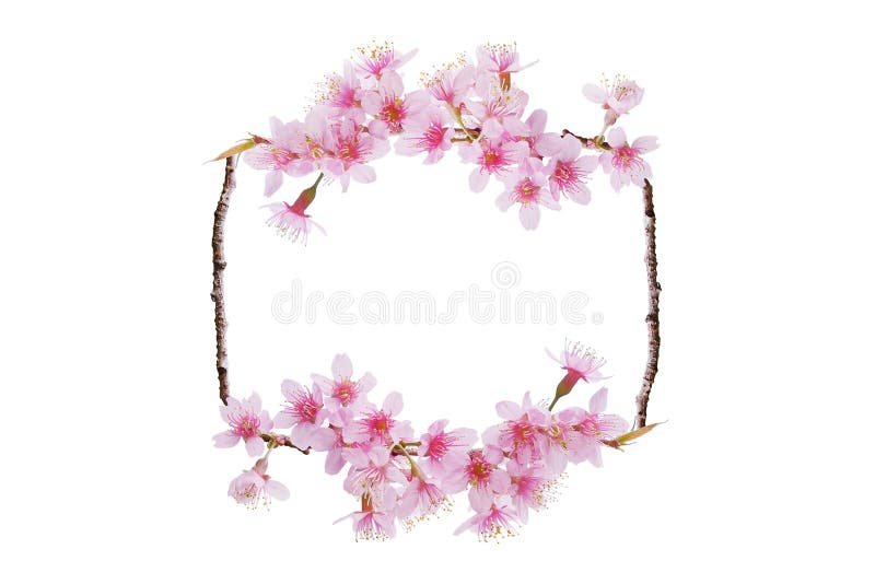 Linda primavera florescente fundo de fronteira, estrutura da natureza, pano de fundo de flores cor-de-rosa Sakura floresce com fo fotografia de stock royalty free Linda primavera florescente fundo de fronteira, estrutura da natureza, pano de fundo de flores cor-de-rosa Sakura floresce com fo fotografia de stock royalty free