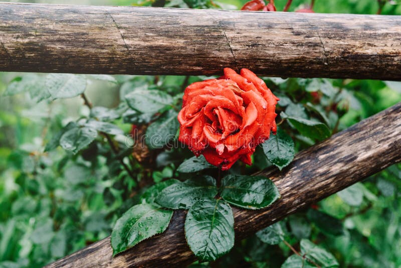 Linda Rosa Vermelha No Jardim Rosas Vermelhas Para Amantes, Rosas Naturais  No Jardim, Fundo Natural Foto de Stock - Imagem de jardim, suculento:  169208088