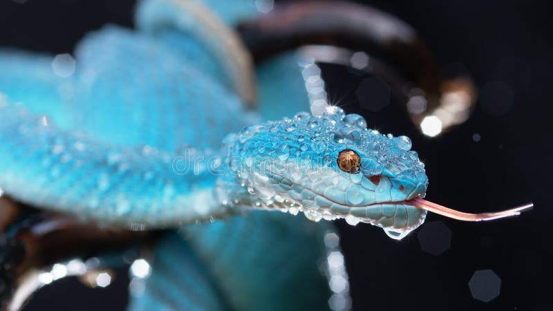 Linda Serpente Azul Brilhante Com Fundo Natural Foto de Stock