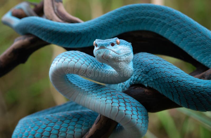 Linda Serpente Azul Brilhante Com Fundo Natural Foto de Stock