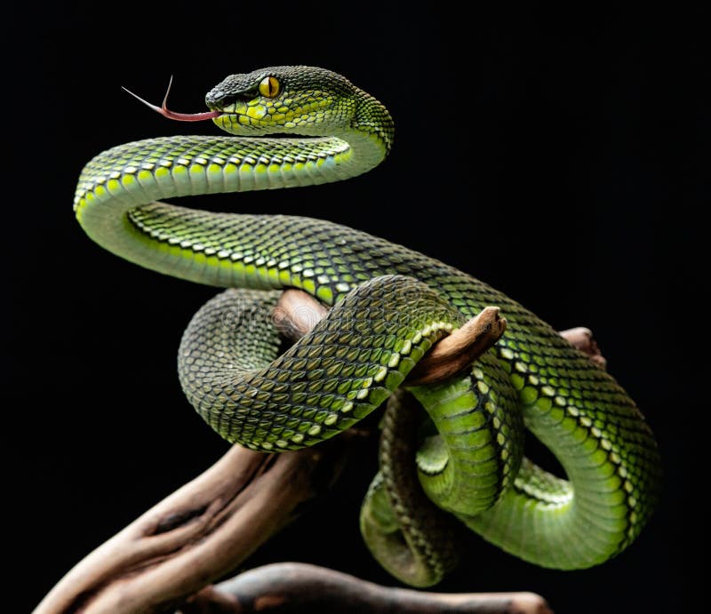 Linda Serpente Azul Brilhante Com Fundo Natural Foto de Stock