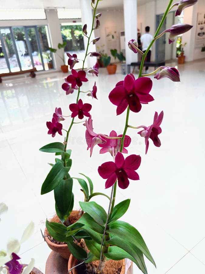 1,234 Dos Flores De La Orquídea Fotos de stock - Fotos libres de regalías  de Dreamstime