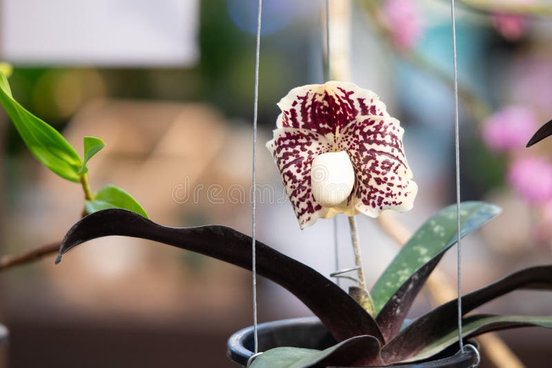 Lindas Flores Brancas De Orquídea Com Manchas Roxas E Folhas Verdes De  Fundo Foto de Stock - Imagem de macro, liso: 168174678
