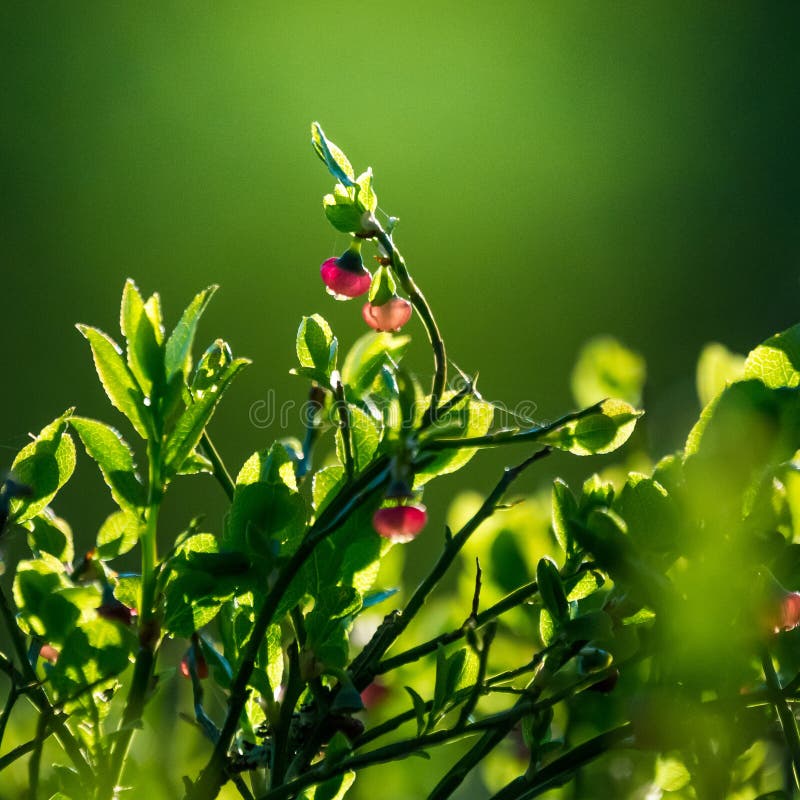 Fundo de paisagem de paisagem de floresta de flores de primavera