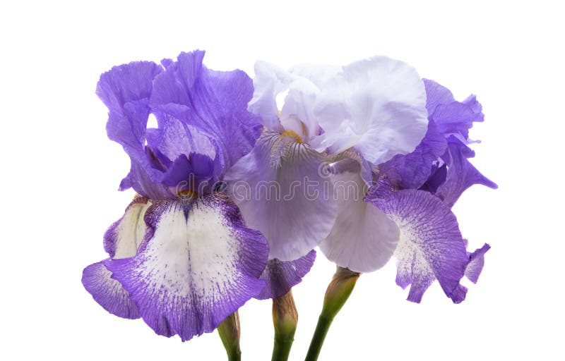 Lindas flores da íris isoladas imagem de stock royalty free