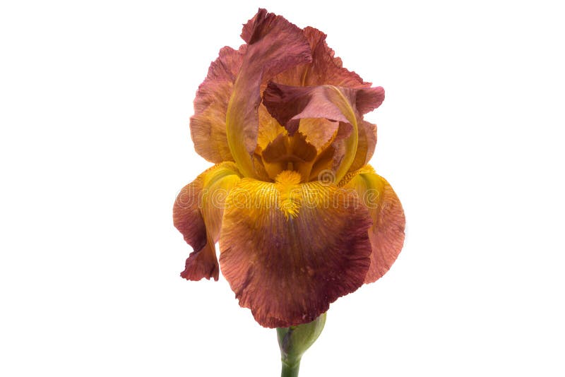 Lindas flores da íris isoladas imagens de stock royalty free