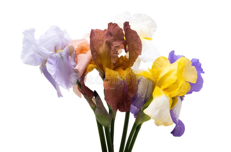 Lindas flores da íris isoladas foto de stock royalty free