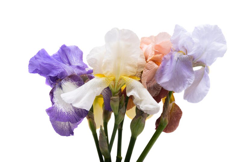 Lindas flores da íris isoladas imagens de stock
