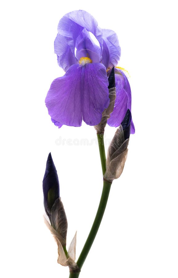 Lindas flores da íris isoladas imagem de stock royalty free