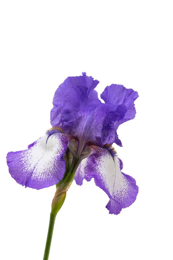Lindas flores da íris isoladas fotos de stock