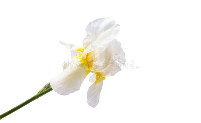 Lindas flores da íris isoladas imagens de stock royalty free