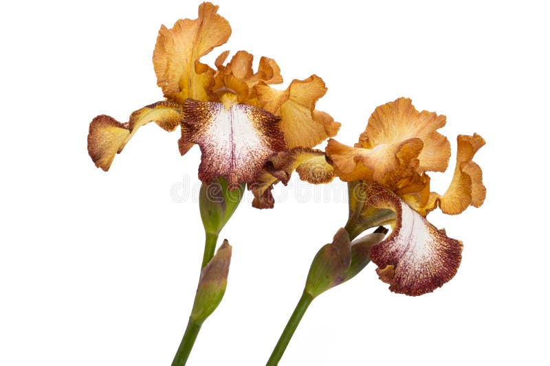 Lindas flores da íris isoladas fotos de stock royalty free