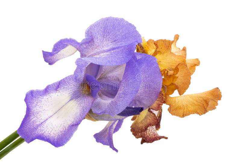 Lindas flores da íris isoladas imagem de stock