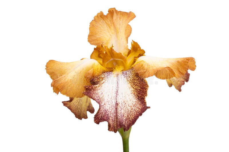 Lindas flores da íris isoladas imagem de stock