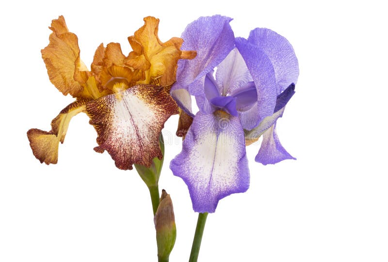 Lindas flores da íris isoladas foto de stock royalty free