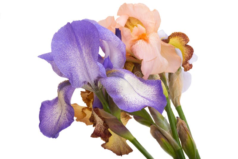Lindas flores da íris isoladas fotografia de stock