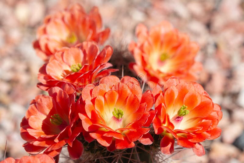 página para colorir com cactos florescendo no deserto do arizona