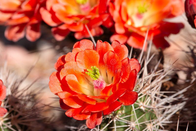 página para colorir com cactos florescendo no deserto do arizona