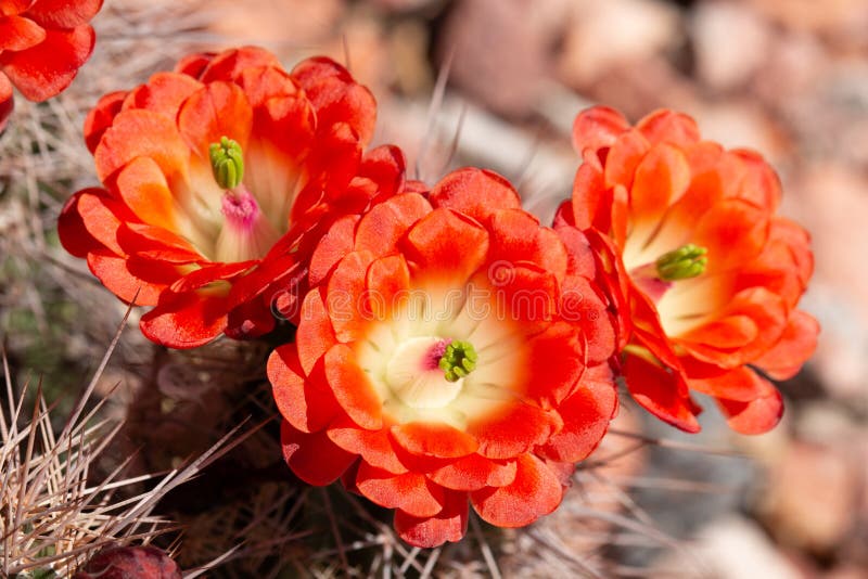 página para colorir com cactos florescendo no deserto do arizona