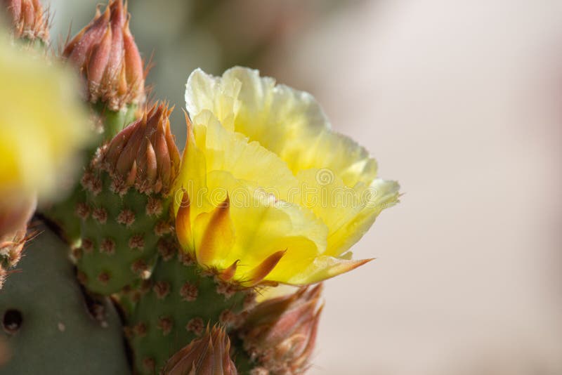 página para colorir com cactos florescendo no deserto do arizona